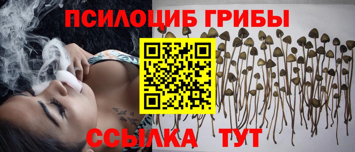Череповец  Псилоцибиновые грибы Psilocybe  где найти   Вход с VPN 