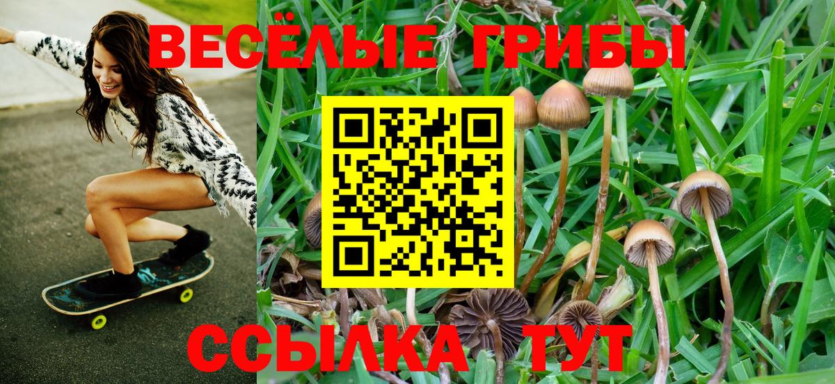 Псилоцибиновые грибы Psilocybine cubensis Череповец